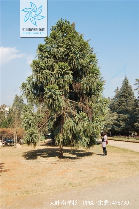 大叶南洋杉