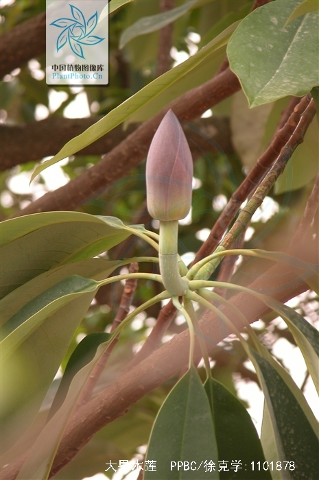  p>大果木莲( i>manglietia grandis  /i>hu et cheng), a target="