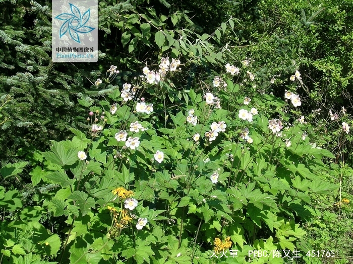  p>大火草,学名:anemone tomentosa (maxim.