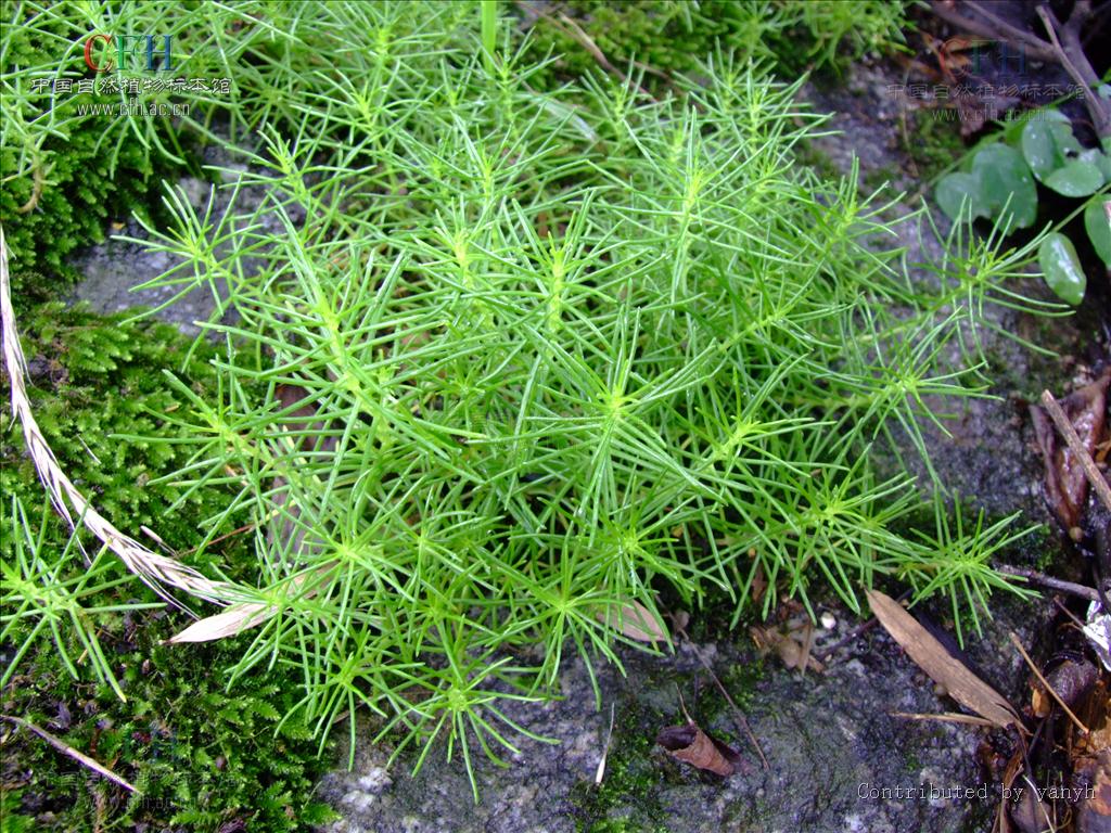  p>尖叶景天(学名:sedum fedtschenkoi),为 a target="_blank" href="