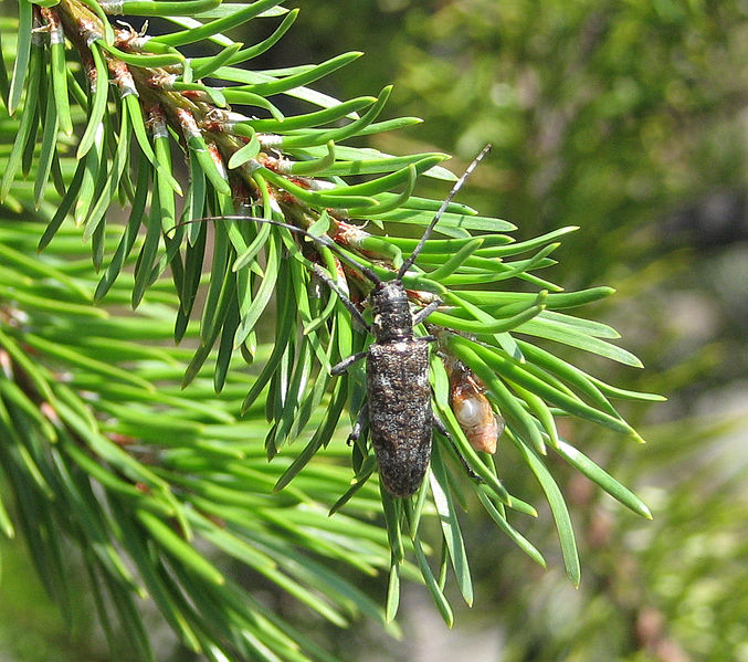 p>松墨天牛(学名: i>monochamus alternatus /i>)是天牛科,墨天牛属