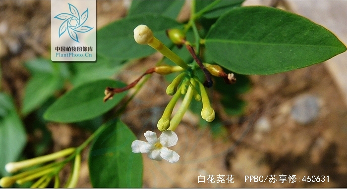  p>白花荛花(学名wikstroemia trichotoma (thunb.