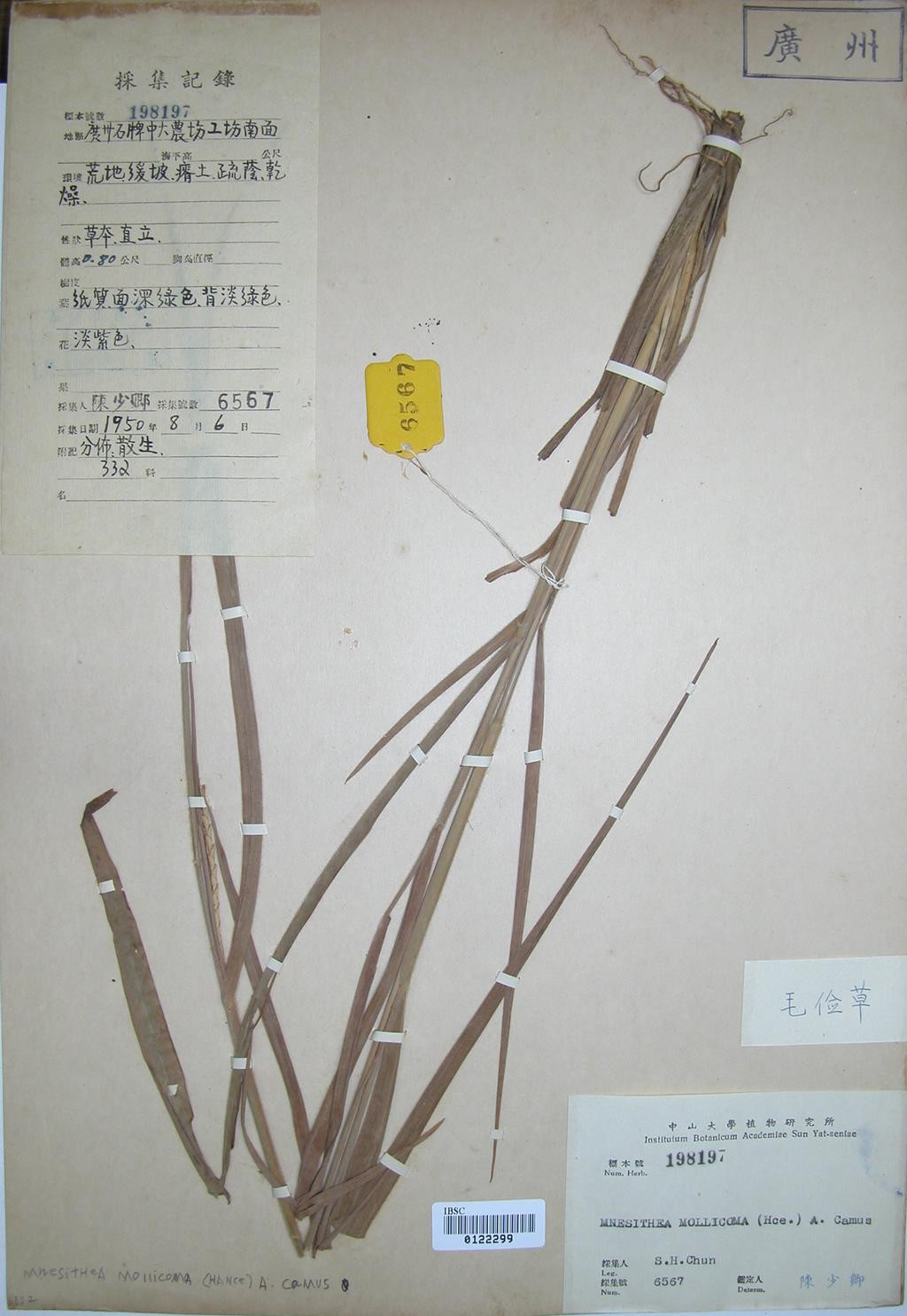  p>毛俭草属是禾本科,高粱族, a target="_blank" href="/item/筒轴茅