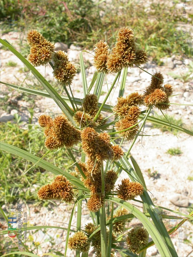 pycreus globosus (all.) reichb.