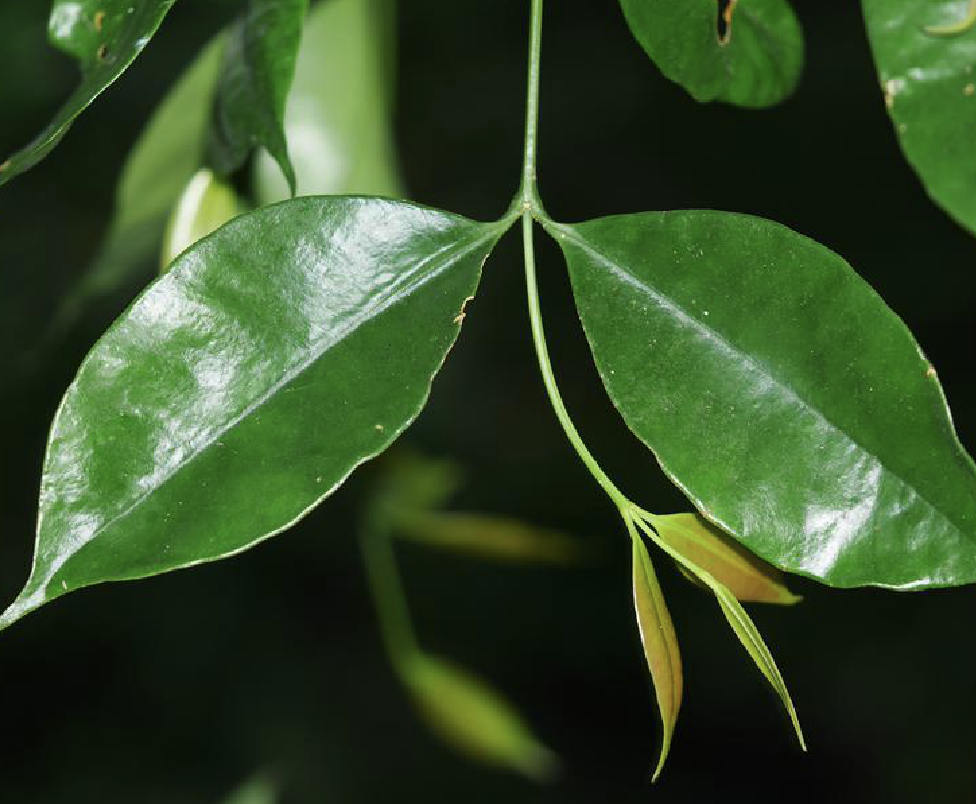  p data-id="gnbbcmu4o5">海南谷木( i>memecy