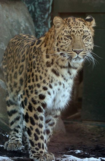 " data-lemmaid="2883410">豹 /a>的一个亚种,是北方寒带地区体型仅次