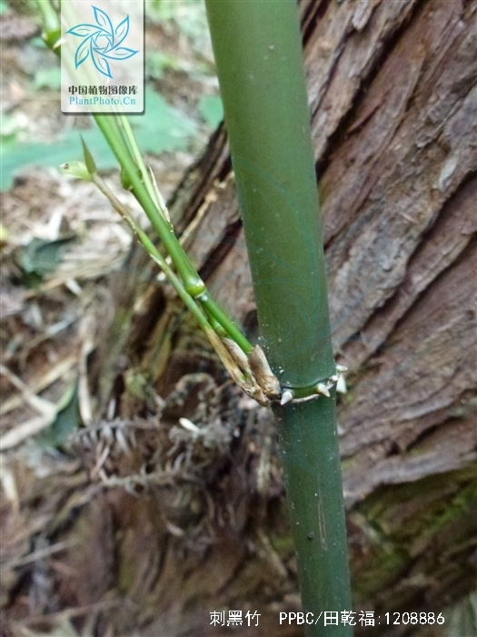  p>刺黑竹(学名: i>chimonobambusa neopurpurea /i> yi )是禾本科,寒