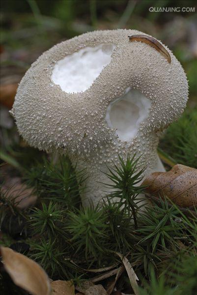  p> a target="_blank" href="/item/网纹马勃/1494457" data-lemmaid