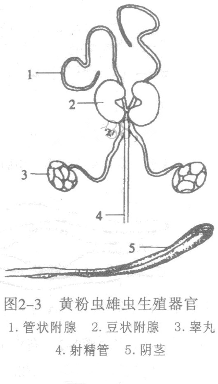 male reproductive system