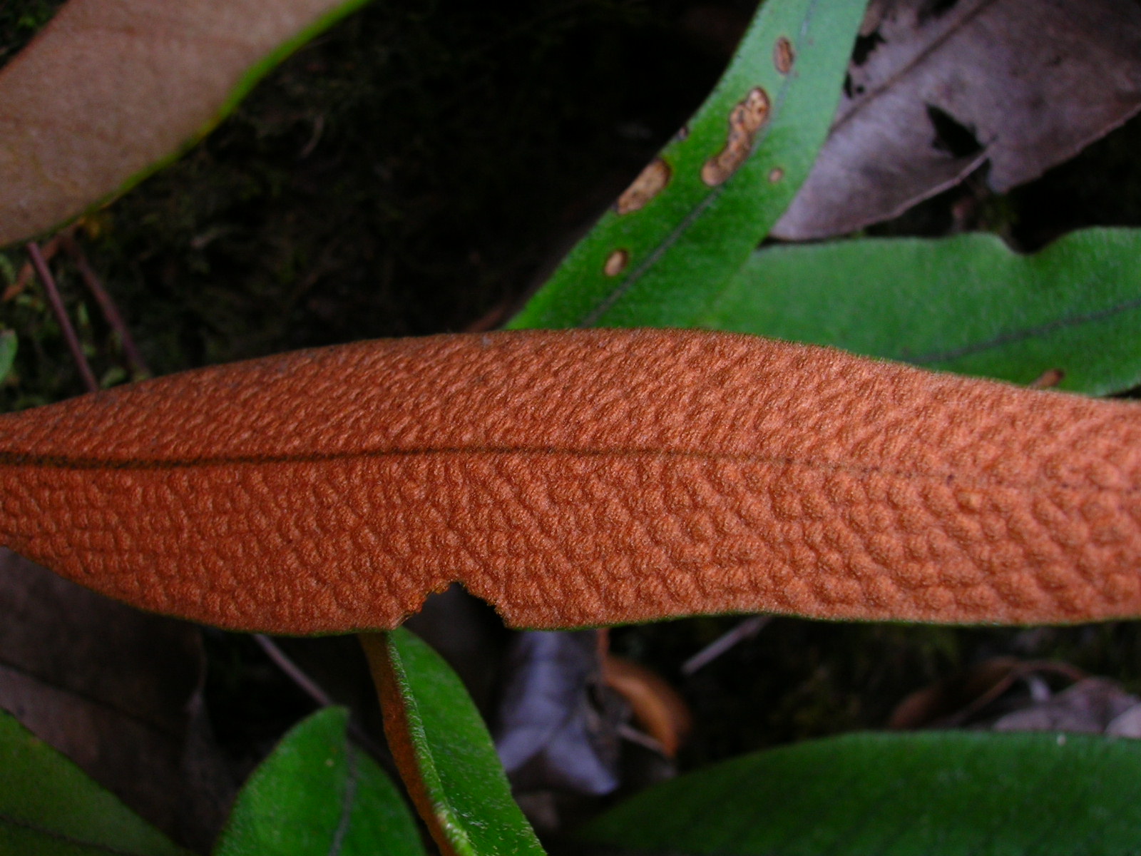 (baozinangqun)在大型叶蕨类(真蕨类)中,孢子囊通常生于孢子叶的背面