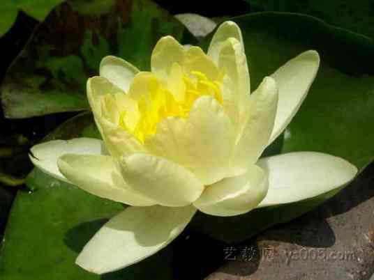 墨西哥黄睡莲 百度百科