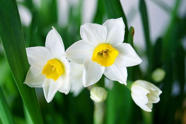 水仙 石蒜科水仙属植物 百度百科