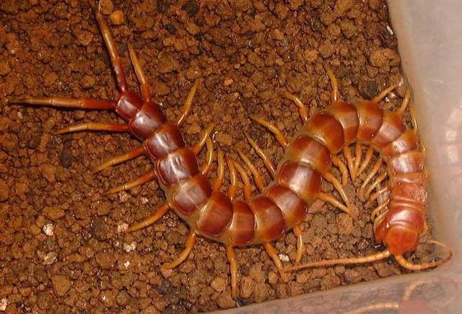 中国红巨龙蜈蚣