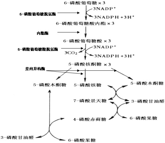 戊糖磷酸途径