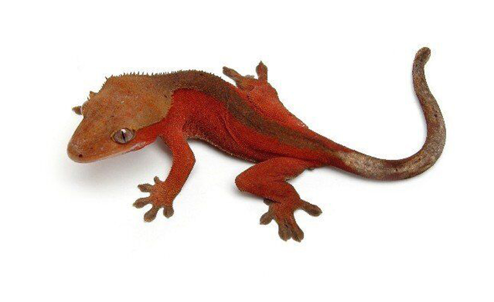  p>睫角守宫(学名: i>correlophus ciliatus /i>):是蜥蜴目,壁虎科