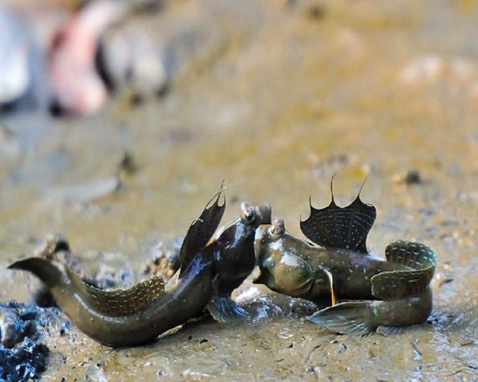  p>弹涂鱼(学名: i>periophthalmus cantonensis /i>)是虾虎鱼科 sup