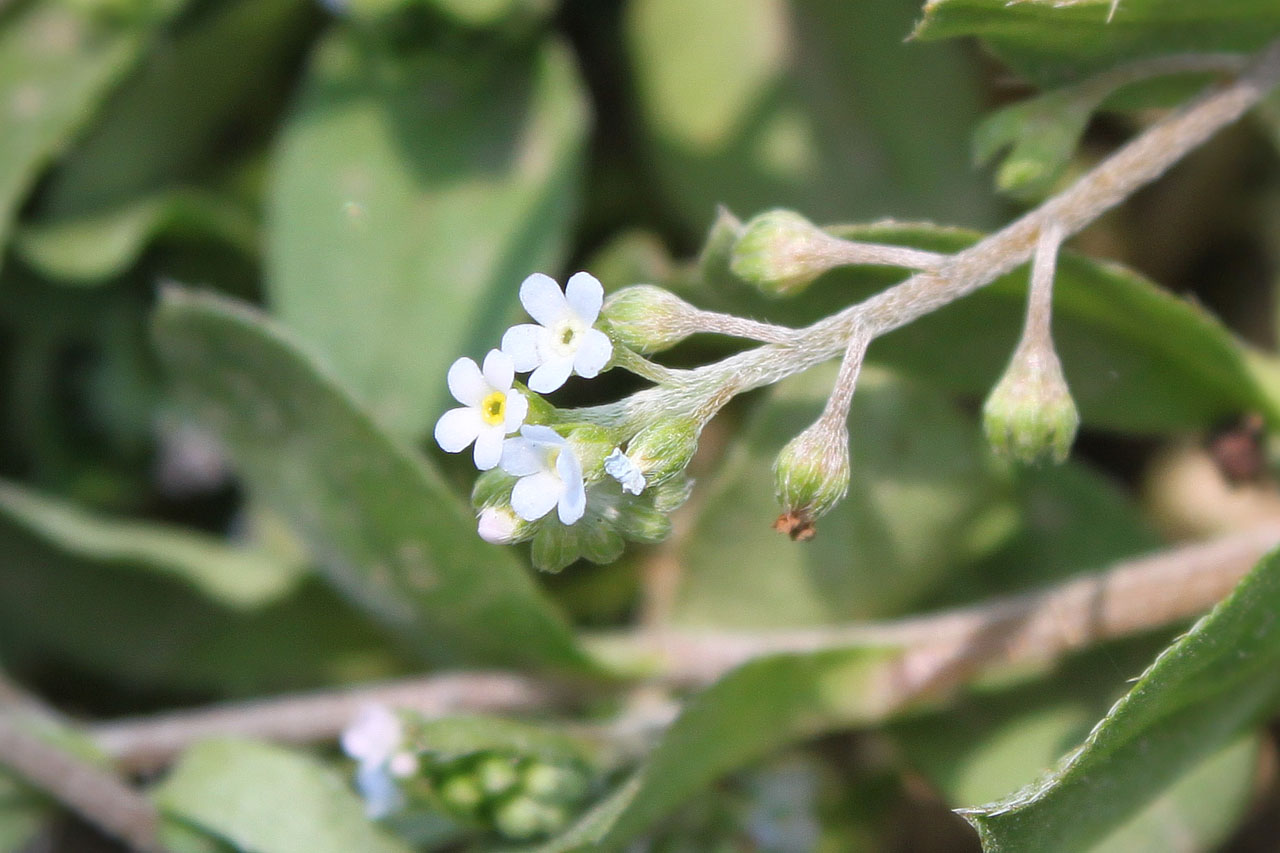  p>丛茎滇紫草( a href="#" data-lemmaid="8074290">学名 /a>:onosma