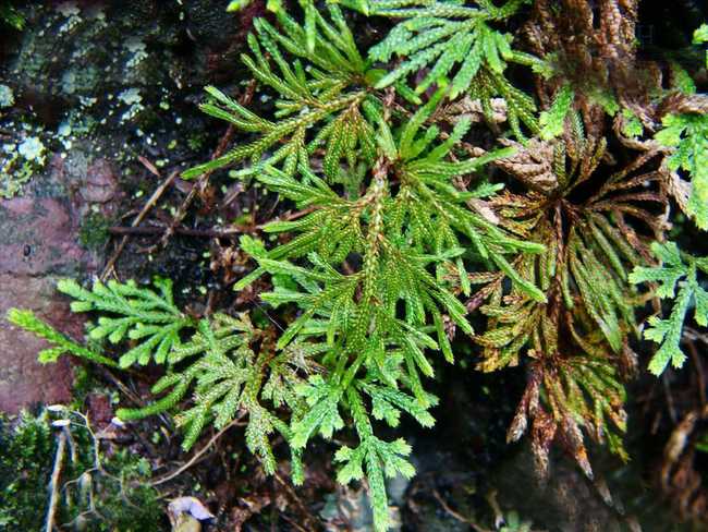  p>旱生卷柏(学名:selaginella stauntoniana spring)是卷柏科卷柏属 