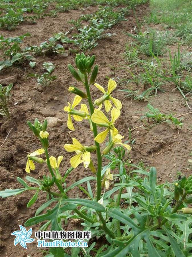 东北臭菜