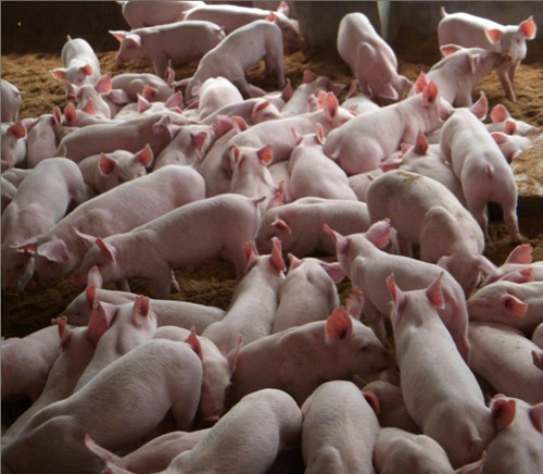 重庆生猪交易市场