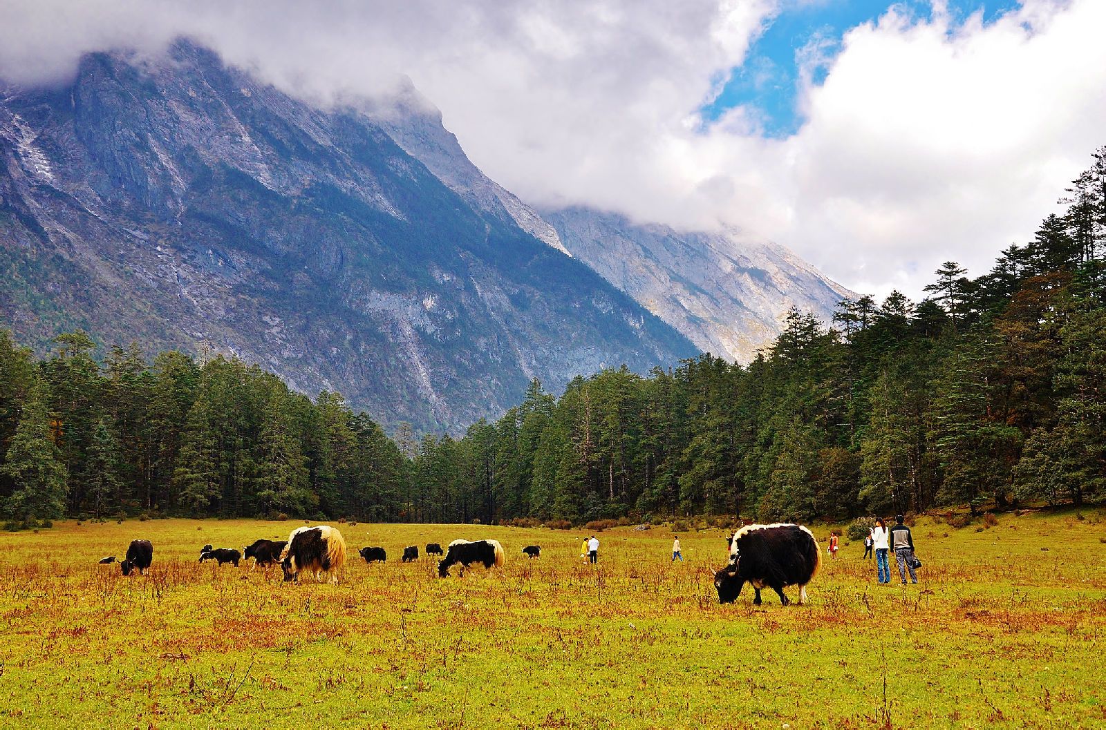  p>云杉坪是隐藏在原始云杉林中的巨大 a href="#" data-lemmaid="