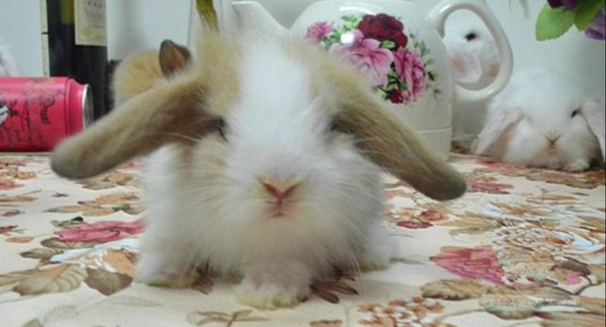  p>水兔是兔科,兔属,哺乳纲的一种 a href="#" data-lemmaid="216062"