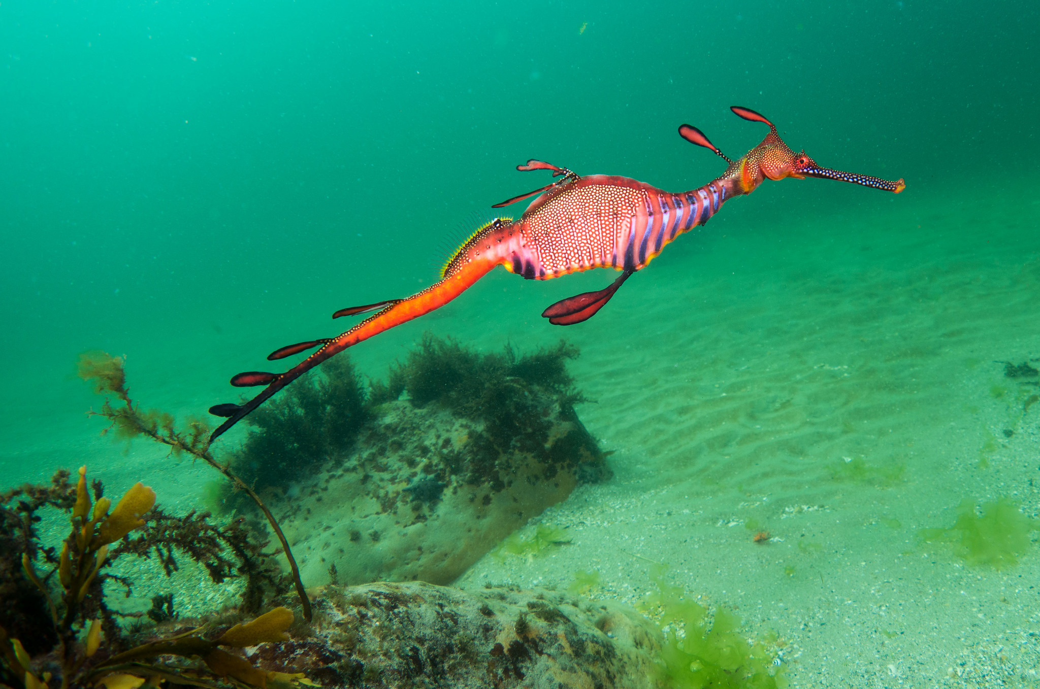  p>草海龙(学名: i>phyllopteryx taeniolatus /i>),是海龙科,叶海马