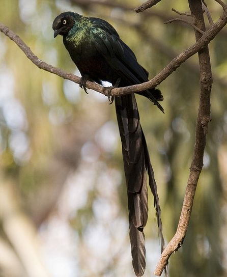  p>长尾丽椋鸟(学名:lamprotornis caudatus)属中型 a target="_blank