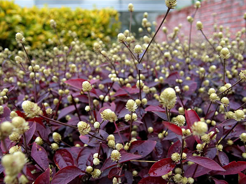 blume),别称: a target="_blank" href="/item/蛇见怕">蛇见怕 /a>