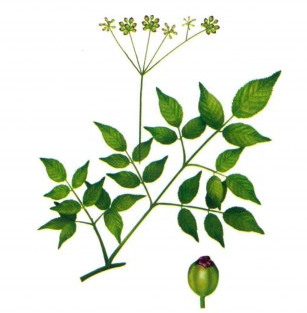  p data-id="gnarhs0rqv">牛角七,中药名.