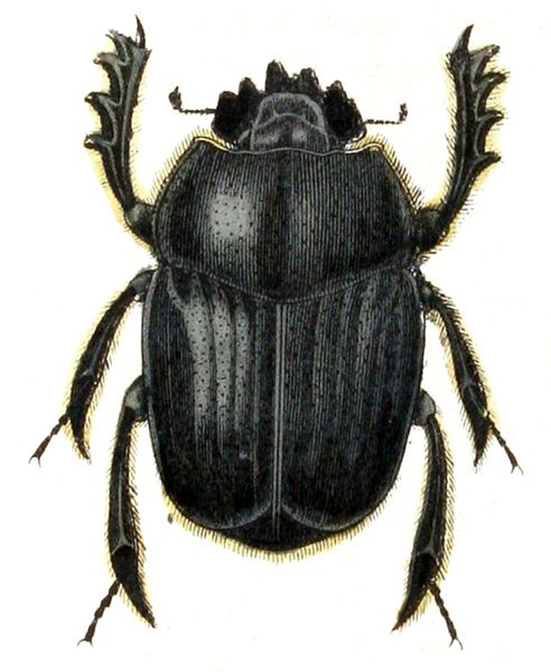 dung beetle