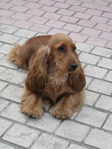 english cocker spaniel)又称 a href="#">确架獚 /a>, a href="#"