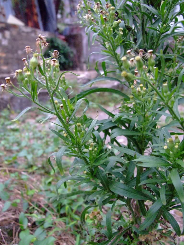  p>苏门白酒草(学名: i>conyza sumatrensis /i> (retz.