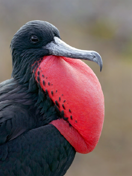 frigate bird