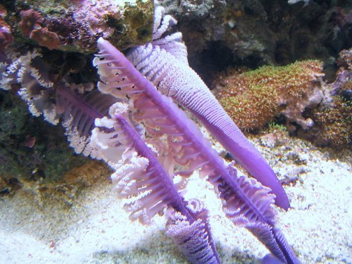 海笔_百度百科