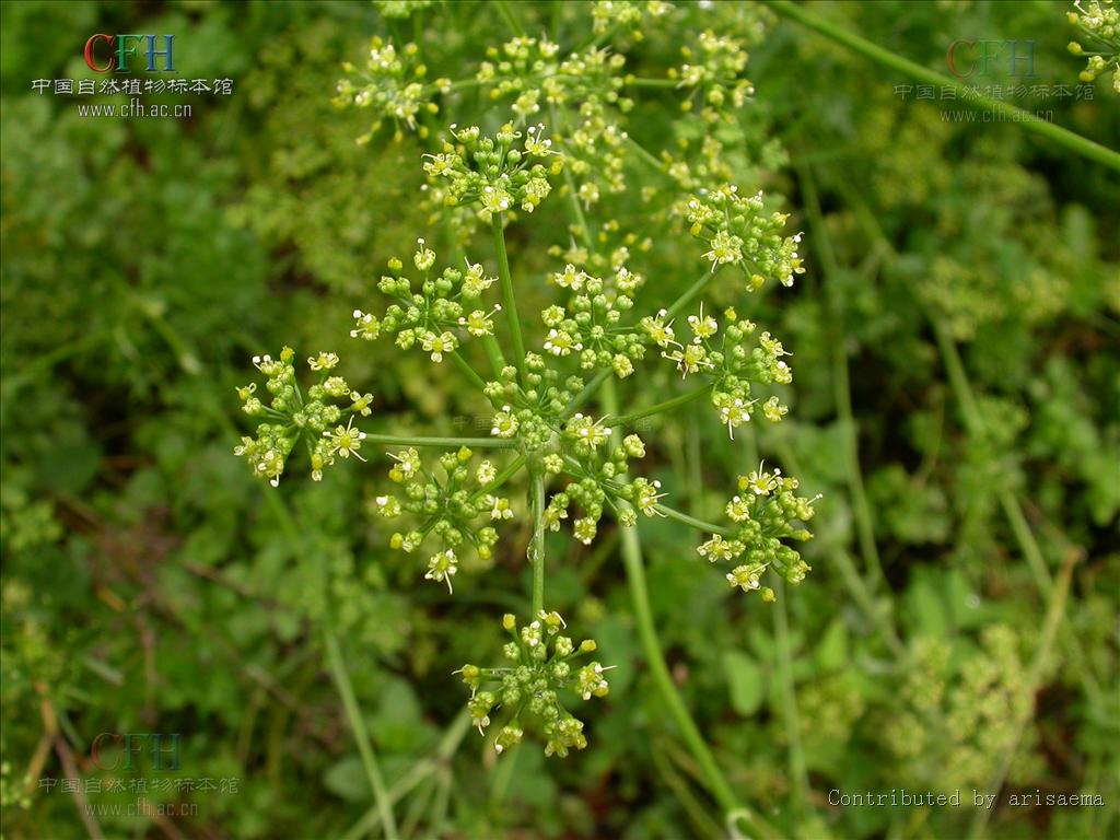  p>欧芹属,学名petroselinum hill , a target="_blank" href="/item