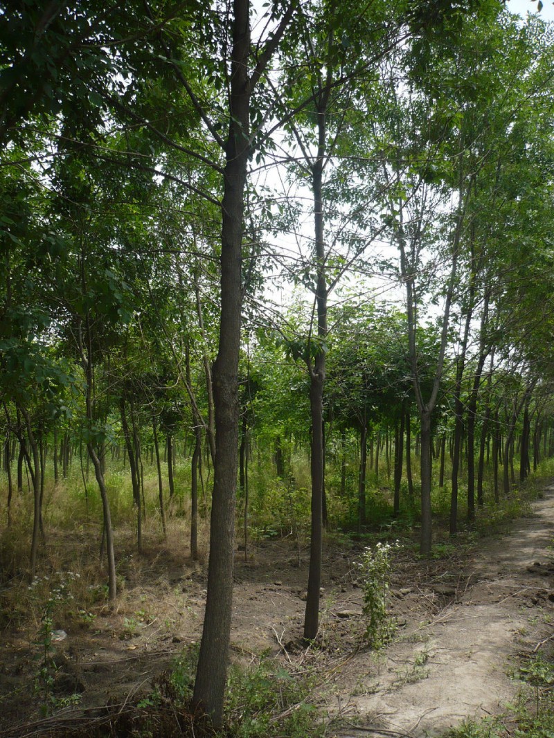 别名: a href="#">槐树 /a>, a href="#">槐蕊 /a>, a href="#">豆