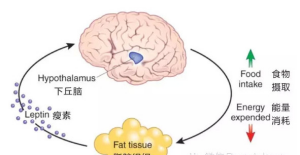 减肥餐_餐减肥餐_餐减肥法