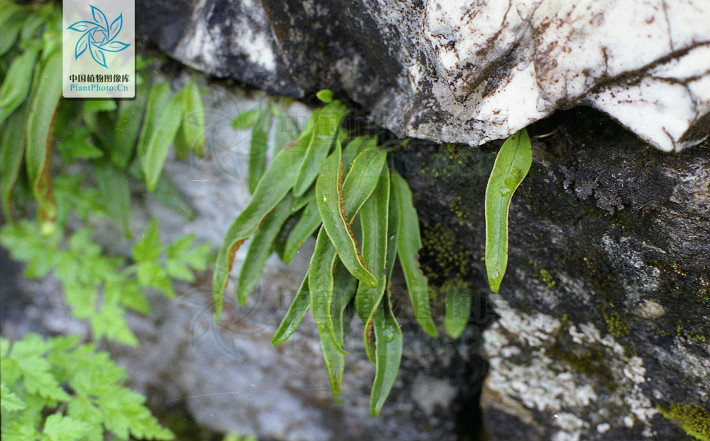 >(学名: b> i>lepisorus likiangensis /i> /b>)是水龙骨科瓦韦属植物