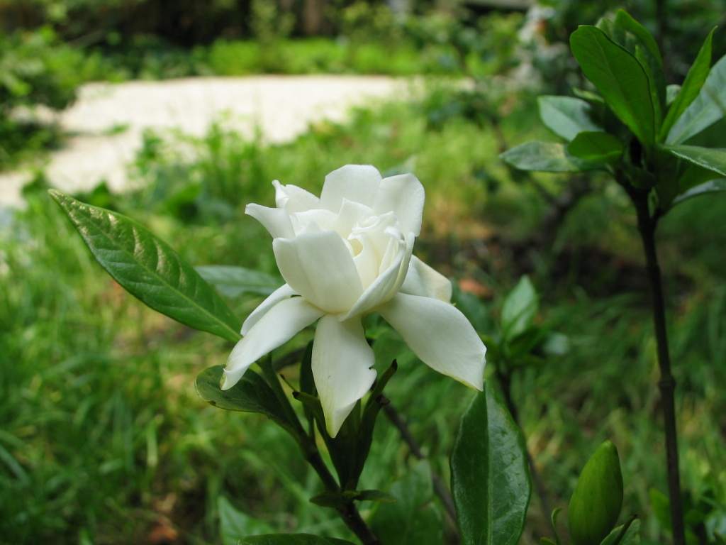 rhododendron sparsifolium fang