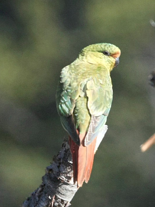  p>南方锥尾鹦鹉(学名: i>enicognathus ferrugineus /i>):是鸟纲