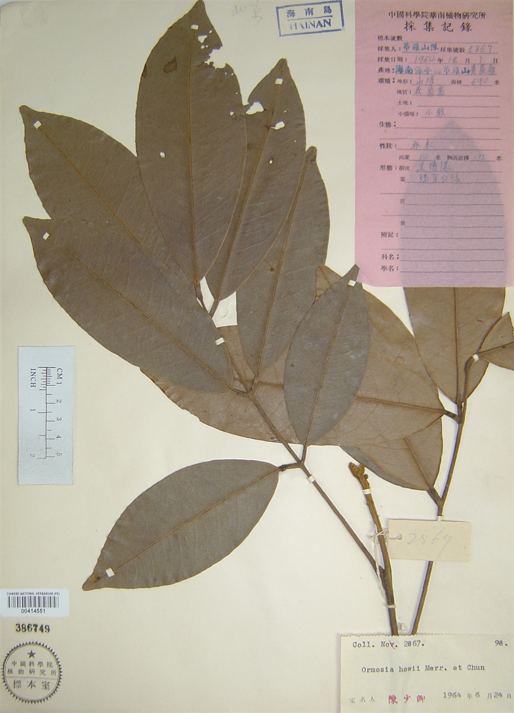  p>缘毛红豆(学名: i>ormosia howii /i> merr.