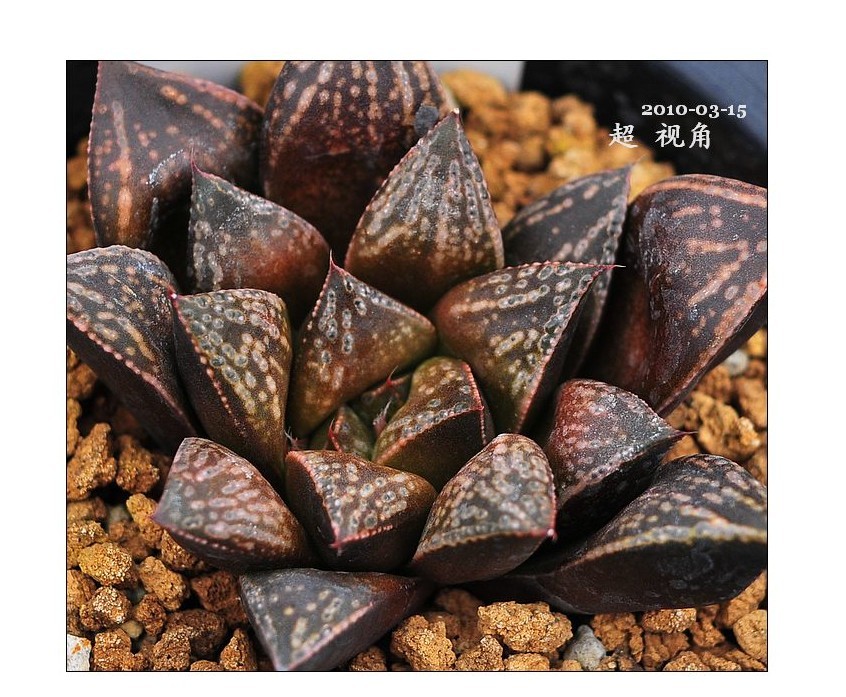  p>小黑牛aconitum bullatifolium levl,以块根入药.