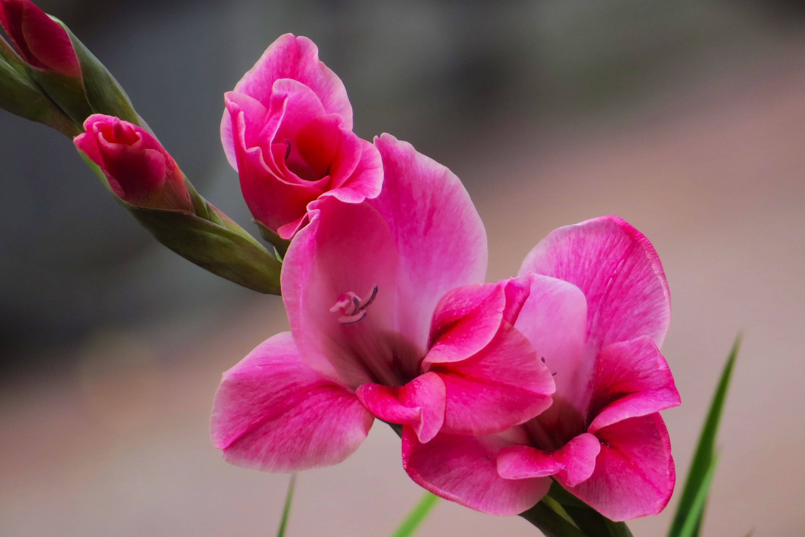 gladiolus gandavensis vaniot houtt