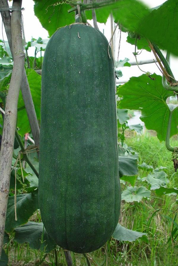  p>冬瓜属(学名:benincasa savi)是 a target="_blank" href="/item