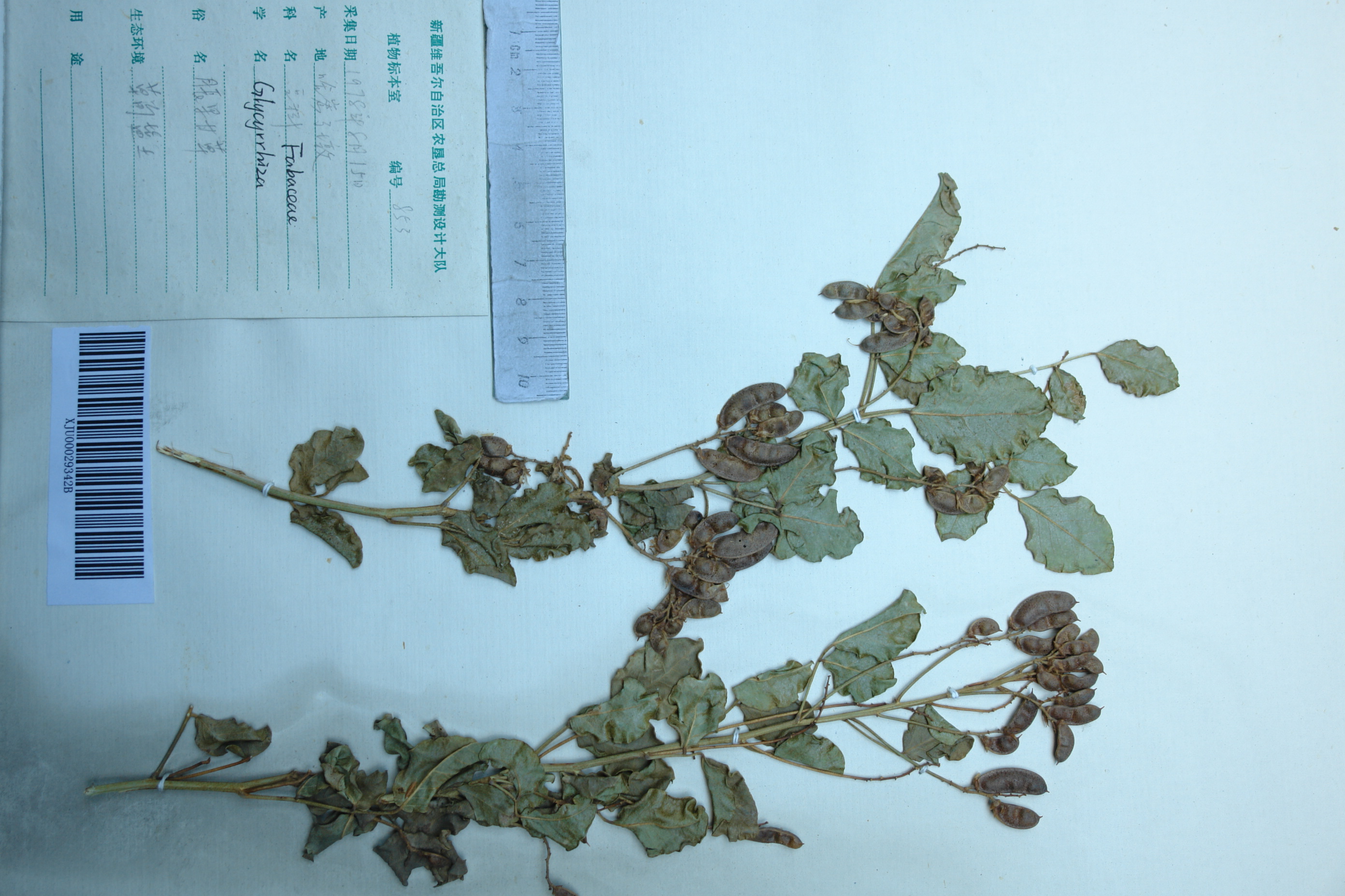  p>胀果甘草( i>glycyrrhiza inflata /i>  batalin),多年生 a>草本 
