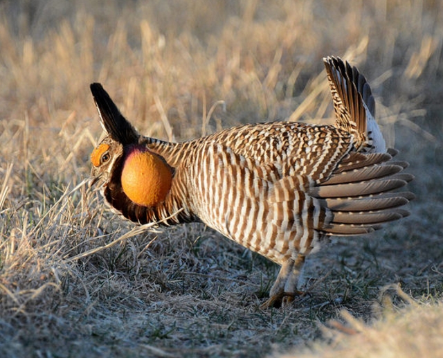greater prairie chicken