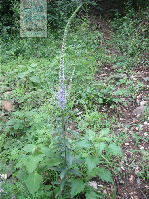 p>水蔓菁属于玄参科scrophulariaceae婆婆纳属veronica,是一种多年生