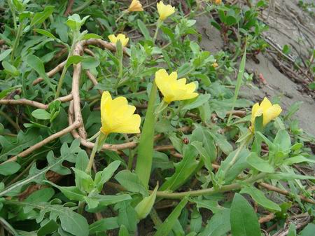  p>裂叶月见草,拉丁文名:oenothera laciniata hill.