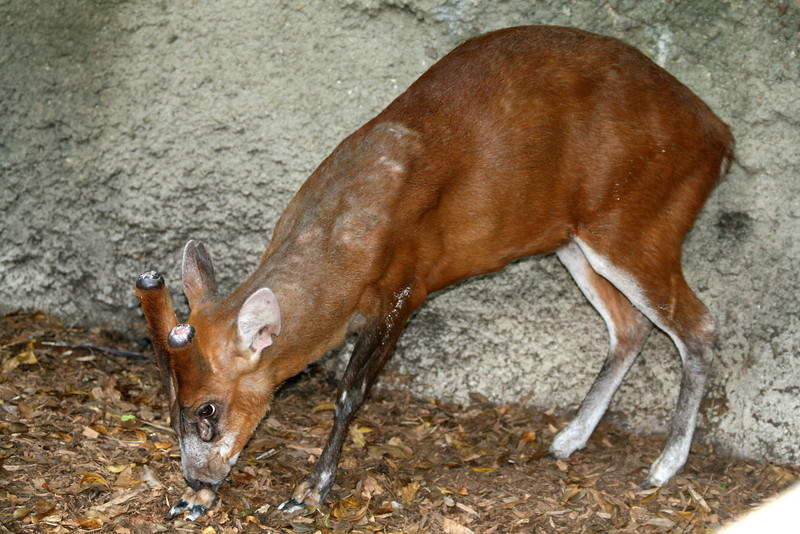 bornean red muntjac